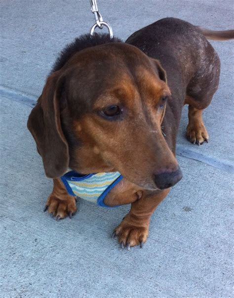Dachshund rescue ohio - Searching for the perfect furry friend? Browse our adoptable dachshunds and see who will be ready for adoption soon!